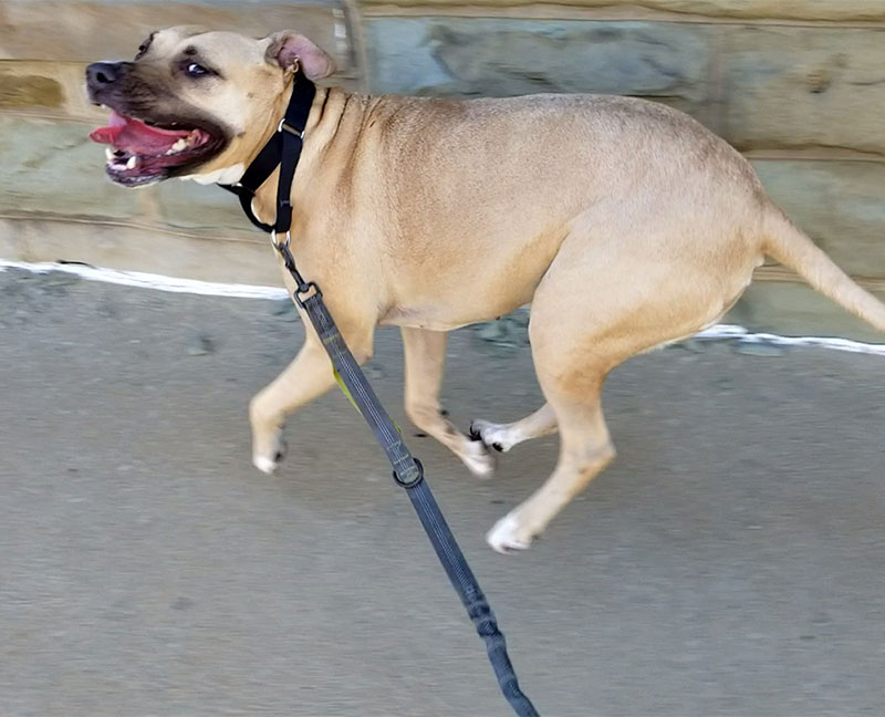 running dog on leash