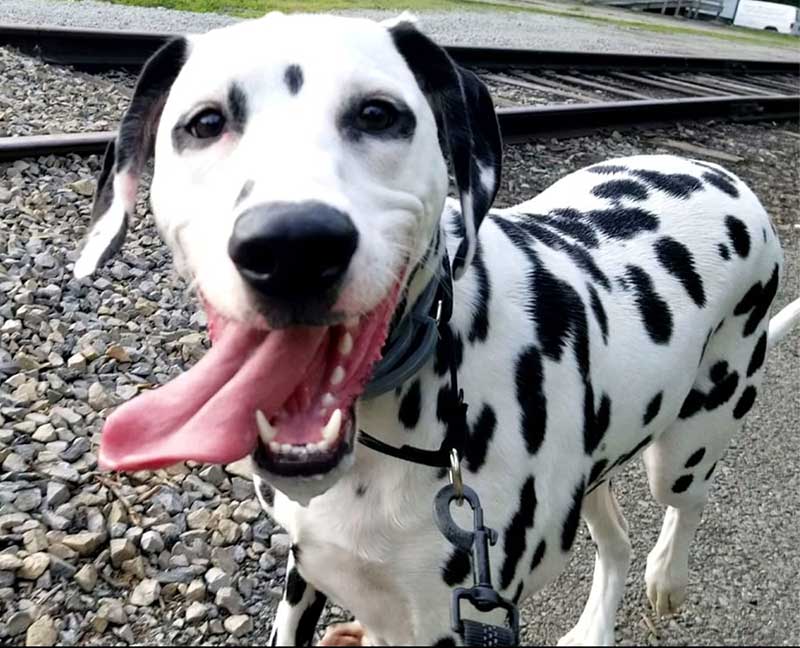 running dog Dalmatian